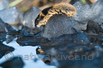 BB 11 0048 / Lemmus lemmus / Lemen